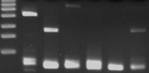 Results: RT-PCR Validation Validation of gene predictions for C. elegans: Schweikert et al., 2008 No.