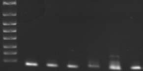 genes 205 24 8% new genes missed genes mgay_3 mgat_3 mgau_3 mgav_3 mgaw_3 mgax_3 mgaw_4 mgax_4 mgay_4