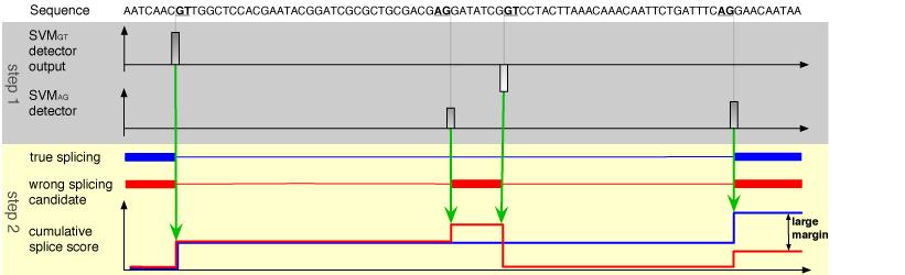 Discriminative Gene Prediction (simplified) [Rätsch, Sonnenburg, Srinivasan, Witte, Müller, Sommer, Schölkopf, 2007] Simplified Model: Score for splice form y = {(p j, q j )} J j=1 : J 1 F (y) := S