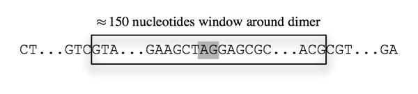 Splice Site Recognition Idea: Discriminate true signal positions against all other positions Binary classification problem True sites: fixed window around a true splice site