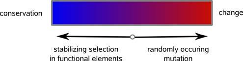 Splice Site Prediction and Domain Adaptation Sequence subject to opposing 
