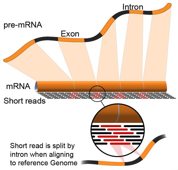 mrna Deep Sequencing [Wikipedia] Gunnar Rätsch (FML,