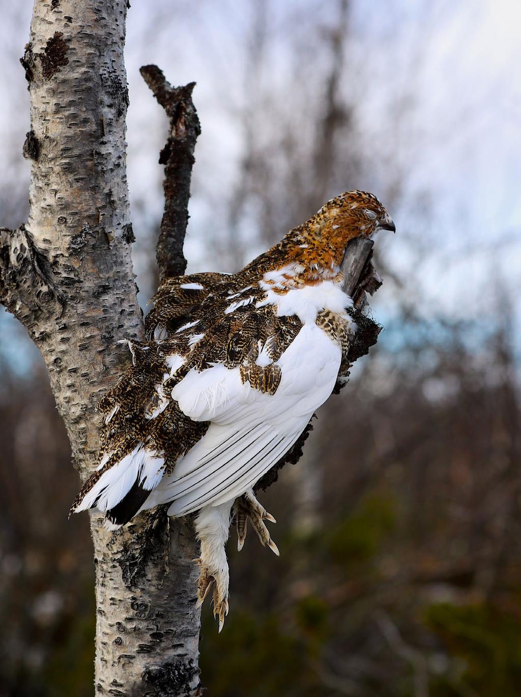 Kuva 9. Laillisesti ammuttu teeri (Silja Hallenberg).
