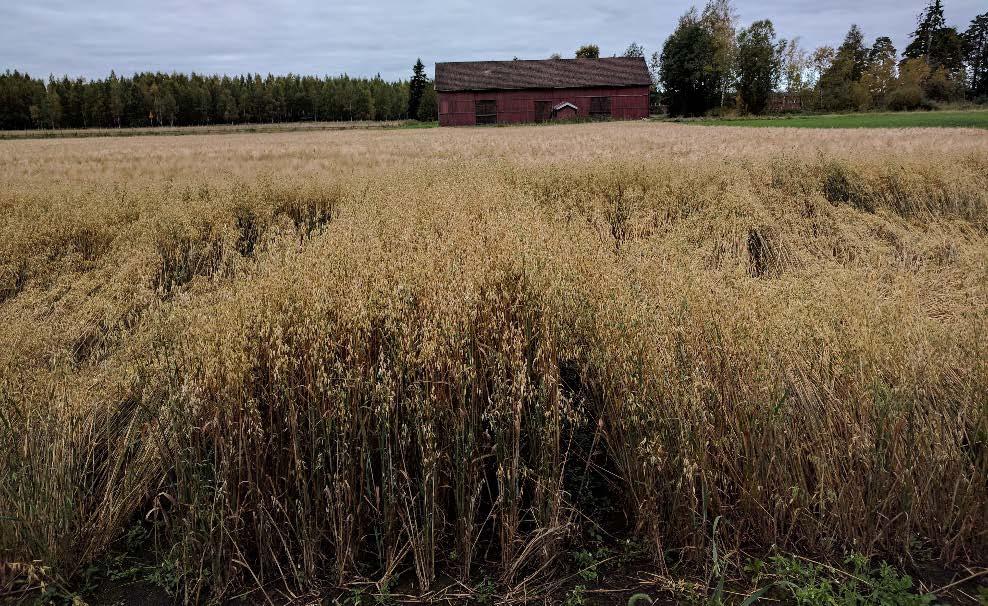 KAURA LUOMUTUOTANNOSSA Kaura erinomainen rikkakasvien tyrehdyttämisessä Hyvä lehtialaindeksi (LAI) eduksi