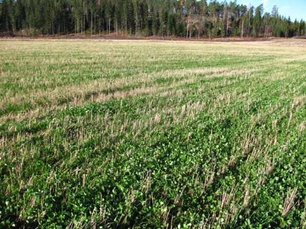 Biologinen typensidonta Lannoitusvaikutus Haittoja ehkäisevä: