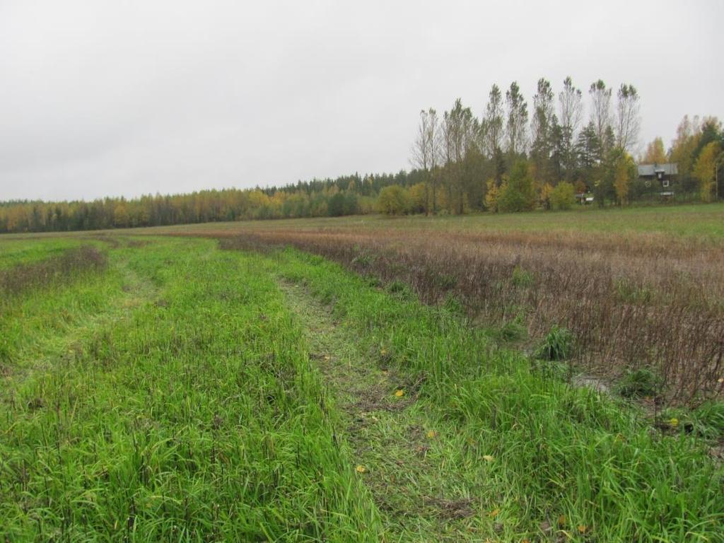 Miten saat kerääjäkasvista parhaan hyödyn? Mieti, mikä on tavoitteesi - Kasvukunto? - Typpihyöty? - Ravinteiden kierrättäminen? - Ympäristön varjeleminen? - Vai kaikki?