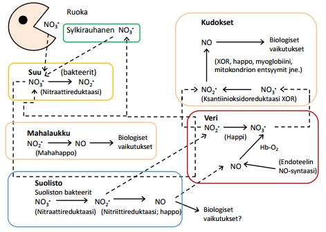24 se nitraatin kokonaissaannista suurimman osan. Tuolloin nitraatin kokonaissaantia olisi hyvä rajoittaa välttämällä kasvisten, kuten punajuuren, pinaatin, kaalin ja kiinankaalin runsasta käyttöä.