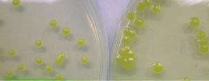 60 Diagnostics Appendix 3 Recommended reference strains of C.