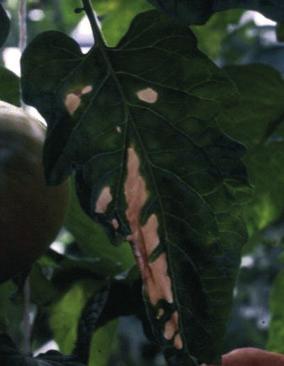 Clavibacter michiganensis subsp. michiganensis 49 Fig. 3 White desiccated leaf areas. Fig. 5 Wilting and shrivelling of tomato plants.