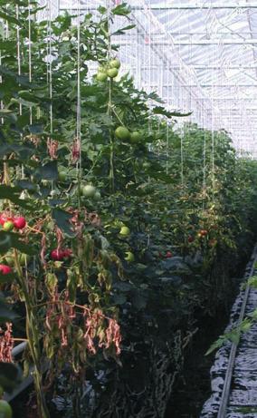 Following systemic infections, the vascular tissues of transversely cut stems of wilted plants usually appear dark yellow to brown, in particular at the nodes.