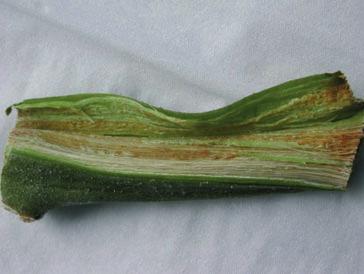 along one side of a leaf become flaccid (Fig. 4), at least during periods of enhanced evapotranspiration.
