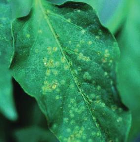 50 Diagnostics The pith may collapse completely. Systemic presence of C. michiganensis subsp.