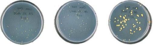 52 Diagnostics Fig. 8 Appearance of cultures of three different Clavibacter michiganensis subsp. michiganensis isolates on CMM1 after 10 days of incubation at 28 C. Colonies of C. michiganensis subsp. michiganensis on CMM1 are yellow, mucoid and convex.