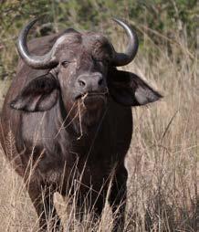 TASAPAINOTETTU MINI ADULT BUFFALO ON VALMISTETTU VAIN HUOLELLA VALIKOIDUISTA, KOR- KEALAATUISISTA RAAKA-AINEISTA JA PITÄÄ PIENEN KOIRASI TYYTY- VÄISENÄ SEKÄ HUIPPUKUNNOSSA.