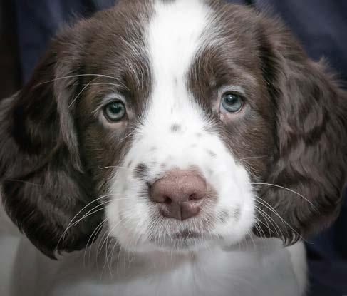 25% KUIVATTU LAMPAANLIHA 20% TUORE LAMPAANLIHA 3kg 12kg MEDIUM PUPPY LAMMAS VIVERE MEDIUM PUPPY LAM- MAS SISÄLTÄÄ KUIVATTUA LAMPAANLIHAA SEKÄ TUORET- TA LUUTONTA LAMPAANLIHAA.