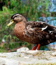 Ground-raised duck Kuivattu ankka 26%, tuore ankanliha 20%, tumma riisi 20%, kalkkunan ja kananrasva 11%, herne, härkäpapu, pellavansiemen 3%, hydrolysoitu maksa 3%, hiiva, kuivattu juurikasmassa,