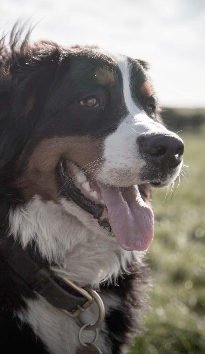 Maxi SUURTEN ROTUJEN AIKUISILLE KOI- RILLE ON NELJÄ MAKUVAIHTOEHTOA; KANA, LAMMAS, LOHI JA BUFFALO. PENNUILLE PUPPY KANA, JONKA TOISENA PROTEIININLÄHTEENÄ ON KUIVATTTU LOHI.