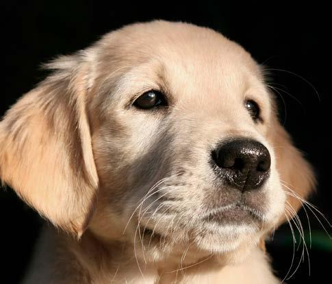 MAXI PUPPY Ground-raised chicken 23% KUIVATTU KANANLIHA 20% TUORE KANANLIHA 6% KUIVATTU LOHI VIVERE MAXI PUPPY KANA SISÄLTÄÄ KUIVATTUA JA TUO- RETTA LUUTONTA KANANLIHAA SEKÄ KUIVATTUA KOKONAISTA