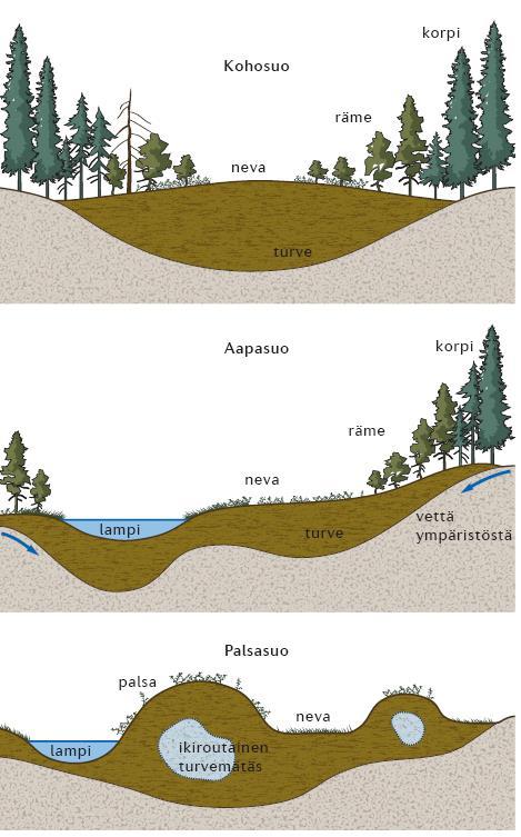Suotyypit pinnanmuotojen mukaan Kuva 42A Vertaile oppikirjan kuvia 41C, 41D ja 41E.