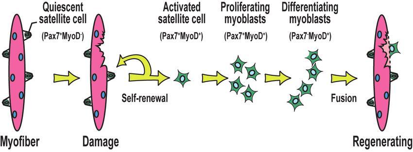 Molekyylitason vaikutukset Satelliittisolujen aktivaatio tärkeässä roolissa kudosten regeneraatiossa NSAID vaikuttaisi vähentävän kuormituksen jälkeistä satelliittisolujen määrää/aktivaatiota