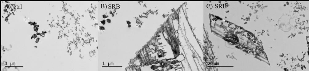 3. RADIOHIILEN KEMIALLISET MUODOT JA SORPTIO KALLIOPERÄSSÄ Biotic processes - Microbiology of Carbon - Effects of SRB bacteria The effects of the sulphate reducing bacterium (SRB) Desulfovibrio