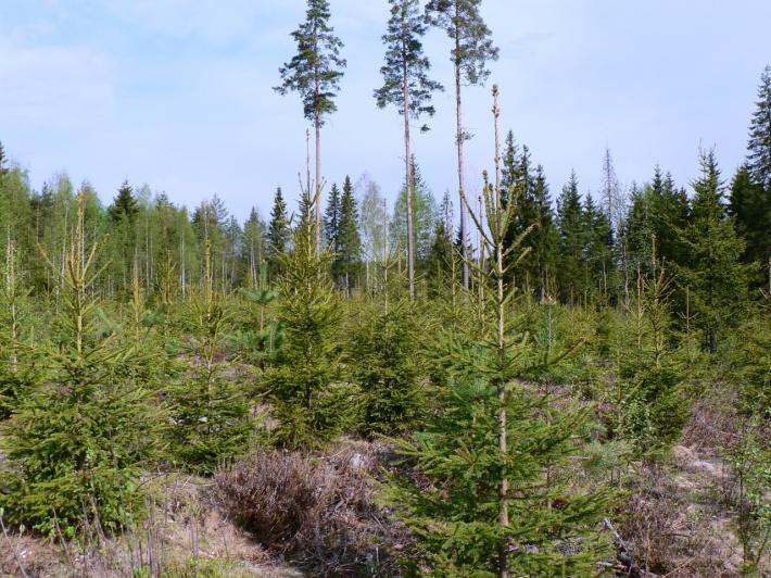 Kuusien keskipituus Varhaisperkauksen taimikon harvennus vaiheessa 10 Perattujen ja perkaamattomien kuusentaimikoiden kehitys (MT) T.