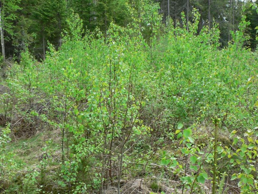 (juhannuksesta elokuun loppuun) - heikentää vesojen ravinteiden saantia ja niiden pituuskehitystä