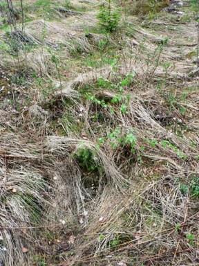 Pintakasvillisuuden kilpailu näkyy ensin paksuuskasvussa, myöhemmin taimien