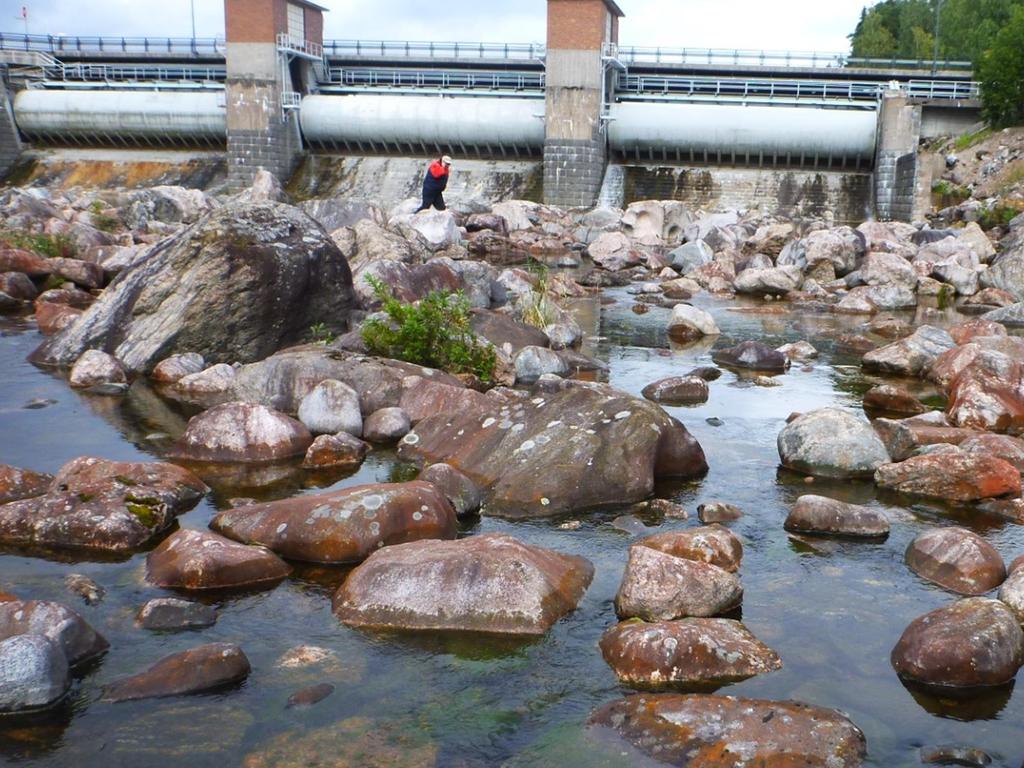 1) Tuotetaan tietoa Vuoksen luonnosta ja luontoarvoista sekä ihmisen vaikutuksista niihin molemmin puolin rajaa Vuoksen ranta-alueiden