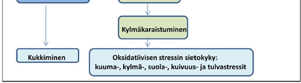 CBF/DREB, C- toistojakson sitoutumistekijä / kuivumiseen reagoivan elementin