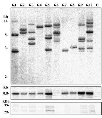 Kuva 5 on esimerkki omien tulosten esittämisestä geelikuvan avulla. 49 (A) (B) (C) (D) Kuva 6. DNA-, RNA- ja proteiinianalyysi siirtogeenisistä tupakan lehdistä (T0- sukupolvi), joihin on siirretty E.