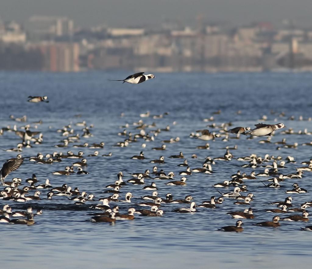 Merellisiä IBA-alueita täydennettiin kerääntymisalueilla Timo Metsänen, Markku Mikkola-Roos, Aki Aintila, Margus Ellermaa & Pekka Rusanen Natura 2000 -verkoston muodostamisen loppuunsaattaminen myös