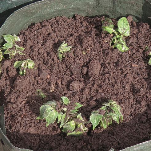 5 6 Siirrä astia valoisaan paikkaan viimeistään sitten, kun ensimmäiset taimet tulevat