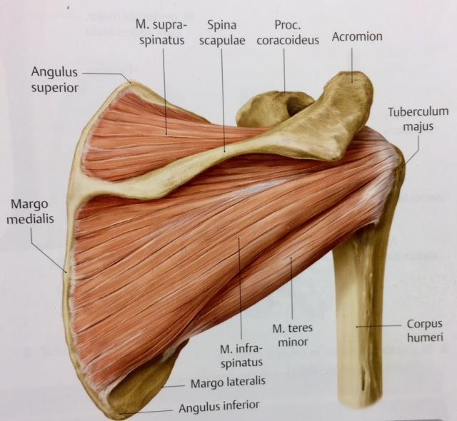 12 2.3 Kiertäjäkalvosin Kiertäjäkalvosin on osa olkapään rakennetta ja se koostuu neljästä lapaluusta lähtevästä lihaksesta (kuva 2): ylempi lapalihas (m. supraspinatus), alempi lapalihas (m.