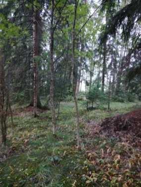 2.2 Metsäkasvillisuus Kaava-alueen pohjois- ja eteläosassa on pienikokoisia metsäalueita. Pohjoisosan järeärunkoinen kuusikko Kuva 1 Asemakaavan pohjoisosan tuoretta lehtoa.