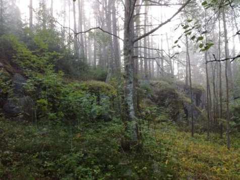 Pensaskerroksessa oli lehtipuiden lisäksi mustaherukkaa (Ribes nigrum), metsäruusua (Rosa majalis sp) ja pihlajaa (Sorbus aucuparia).