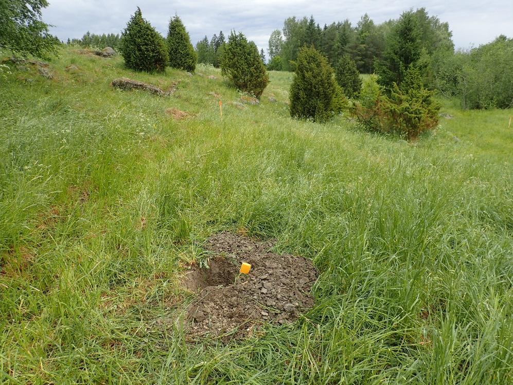 17 Etualalla koekuoppa 2. Suunniteltu kaapelilinja sijoittui siitä suoraan kuvan suuntaan, kohti rinteessä olevia katajia. Itäkoilliseen.