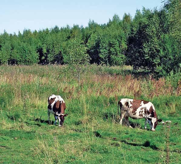 Voibi sanuo i nenga: Karja-sanas + la-suffiksu, kudai ližiäy sanale kohtan merkičyksen da ozuttau, ku pagin on mistahto eriluaduzes sijas ristikanzan ymbäristös, olgah se suuri libo pieni kui kana+la