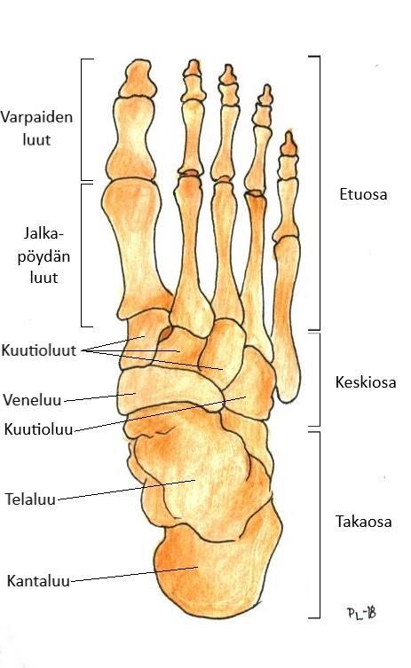 8 turvallisen kasvuympäristön, riittävän hygienian ja sairauksien ehkäisyn (Sääkslahti 2015, 25). Nurmen ym.