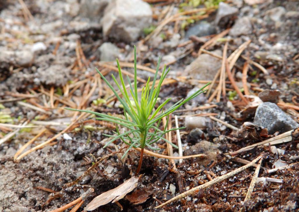 4. 4. LUOKITUS 4.1. Luokitusperiaatteet Luokituksessa käytettävät tekijät ovat kaikki Metsähallituksen metsävaratiedon ominaisuustietoja tai arvoja, jotka on laskettu ominaisuustietojen perusteella.