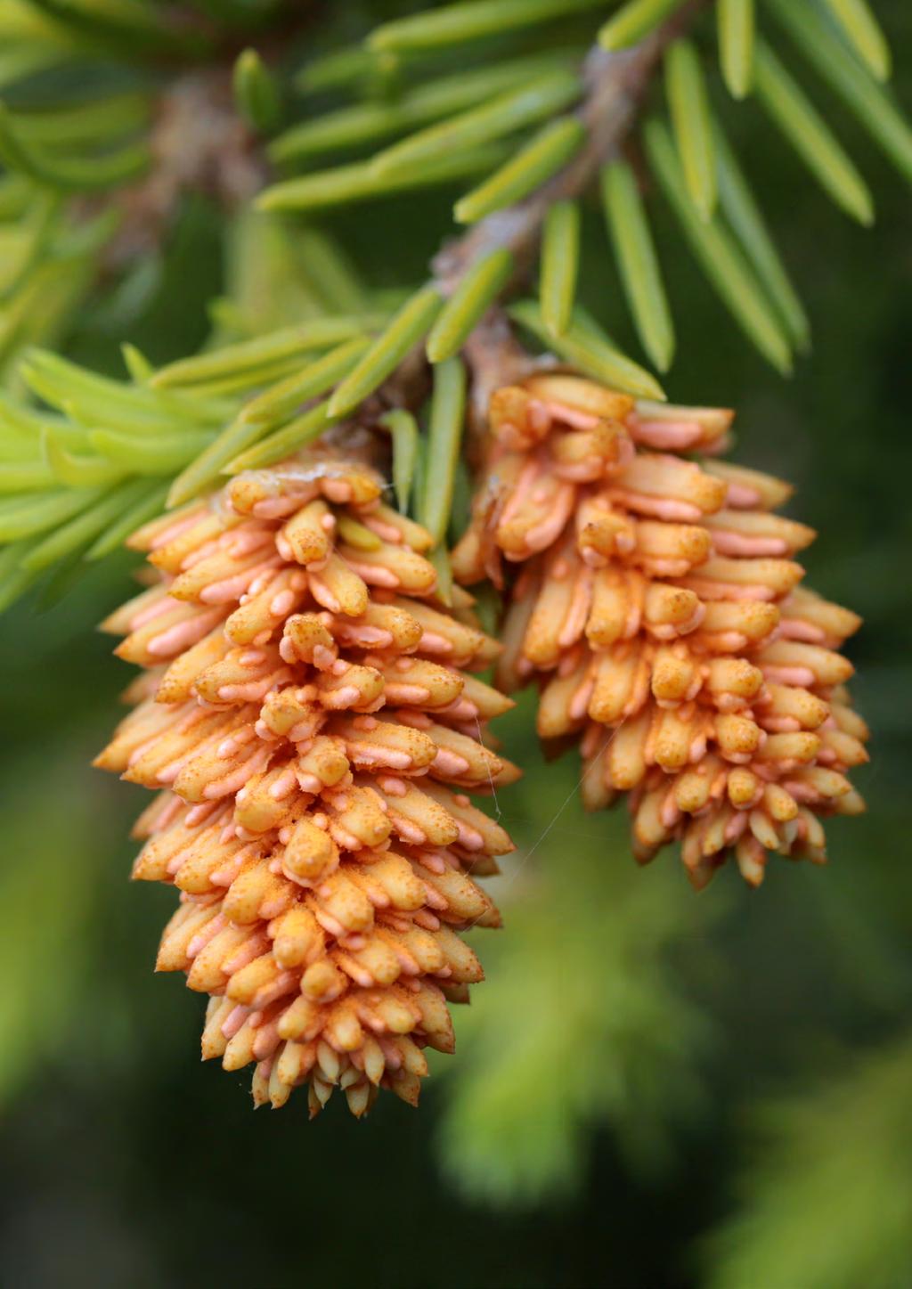 10. 10. LIITTEET 1. Metsähallituksen monikäyttömetsien keskikasvut rajoittamattoman metsänkäsittelyn piirissä olevilla metsämailla. 2.