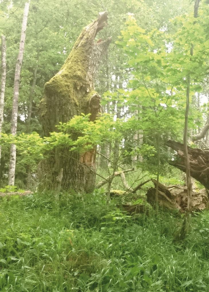 Ympäristökasvatuksen kurssit 2019 2020 Kohde ryhmä* Aika Kurssin nimi Sivu ELOKUU ma 26.8.2019 klo 15 18 Ulkoeskari 16 SYYSKUU ti 3.9. 2019 klo 15 18 Ötökkäkurssi 16 ti 10.9.2019 klo 9 16 Kansalaishavainnoinnin ja -tieteen valjastaminen biologian opetukseen to 12.