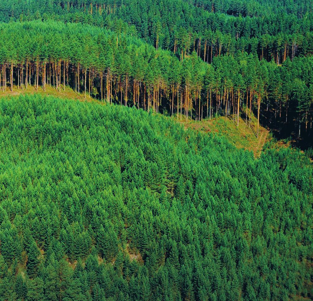 KANSALLINEN METSÄSTRATEGIA 2025 KANSALLINEN METSÄSTRATEGIA 2025 T ärkeimmistä metsästrategian tavoitteita edistävistä toimenpiteistä on muodostettu hankesalkku, jonka toteuttaminen edistää parhaalla