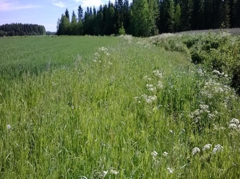 Hyvä ehtojen mukainen