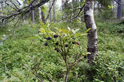 Marjasatoja on havainnoitu ja ennustettu 1990-luvulta asti. Luken ja Suomen 4Hliiton yhteistyö on alkanut vuonna 2017.