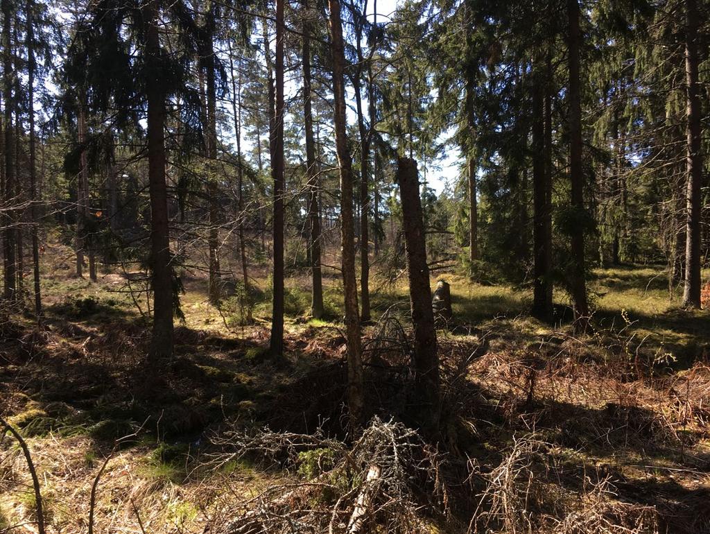 Alue on suuremmalta osin metsän peittämää. Alueen länsiosassa sijaitsee n. 2500 m² kokoinen niitty. Alueen itälaidassa sijaitsee pitkänomainen ja n. 5 m korkuinen kumpu etelä-pohjois - suunnassa.