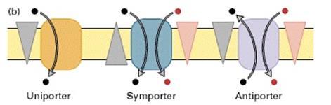 4 After this binding, they undergo a conformational change that impedes more binding to occur, therefore only these molecules are moved across the membrane [8].