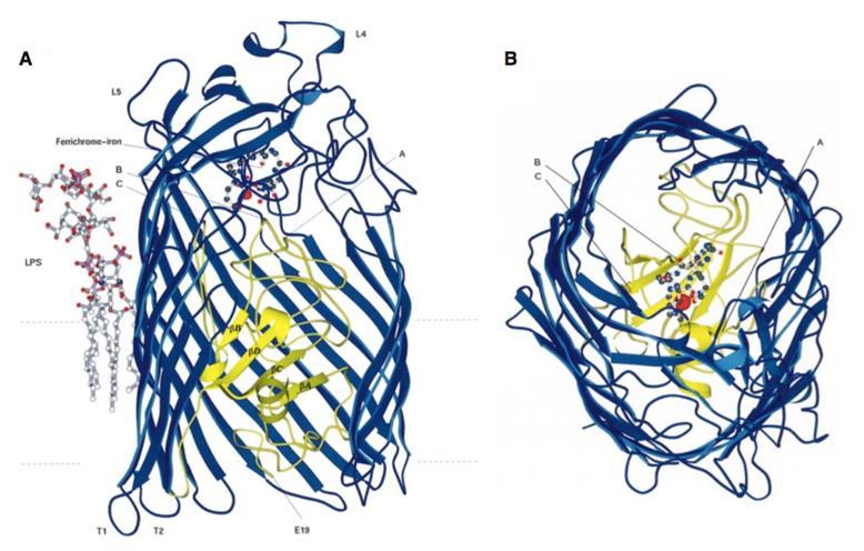 5 bacteriophages such as f80, T1, T5 and UC-1, for the bacterial toxin colicin M and lastly for the peptide antibiotic microcin 25 [9]. Figure 3.