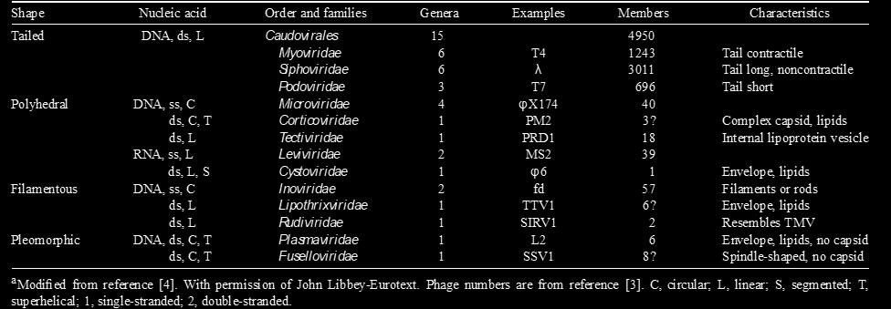 9 They are one of the most common and diverse agents in the environment, and phages are indeed found wherever bacteria exist, therefore they have co-evolved with bacteria, turning into virulent
