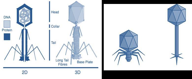 Table 1. Classification of bacteriophages based on their shape and properties [15]. Bacteriophage virions can be tailed, polyhedral, filamentous or pleomorphic.